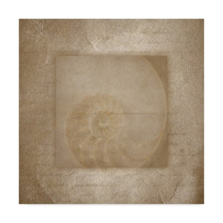 Lightboxjournal 'Sea Life Shell Spiral' Canvas Art,14x14